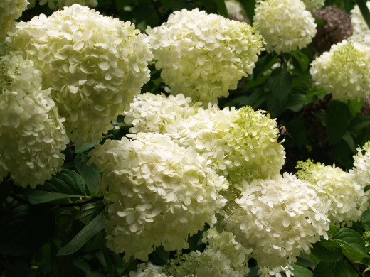 779942 (a): :2560x1920